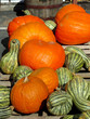 Pumpkins and Squash