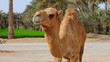 Camel in desert