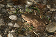brown toad