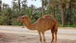 Camel in desert