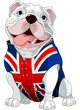 English Bulldog