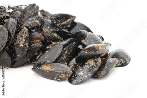 Photo: cozze - fresh mussels cozze - fresh mussels