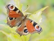 Macro of butterfly Peacock sitting on the green leaf.