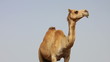 Camel in desert