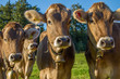 neugierige Kühe