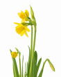 Daffodil