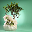 Bonsai Tree