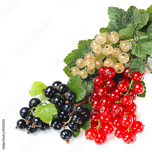 Photo: Rote, baue und weiße Johannisbeeren Rote, baue und weiße Johannisbeeren