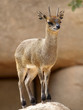 Klipspringer  (Oreotragus oreotragus)