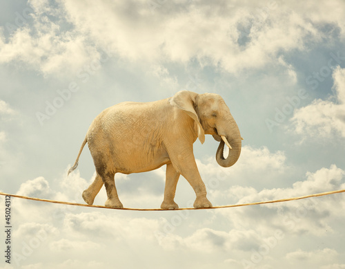 Photo: Elephant Walking On Rope Elephant Walking On Rope