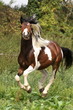 Photo: Schecke galoppiert Schecke galoppiert