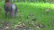 Rabbit nibbling grass in a wood, in England.