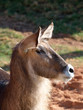 Waterbuck (Kobus Ellipsiprymnus)
