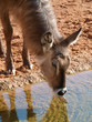 Waterbuck (Kobus Ellipsiprymnus)