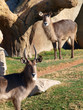 Waterbuck (Kobus Ellipsiprymnus)