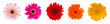 heads of gerbera flowers