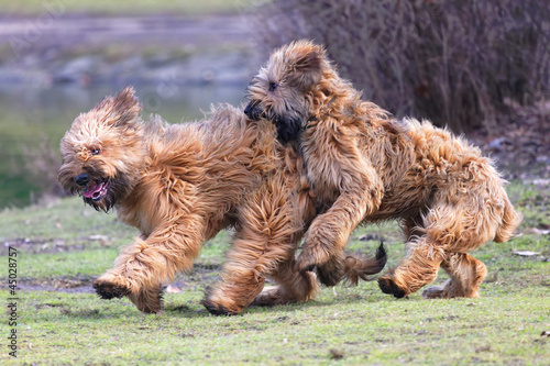 Photo: funny dogs frolicking in the park funny dogs frolicking in the park