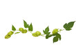 hops plant