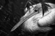 pelican