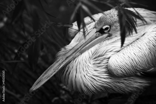 Photo: pelican pelican