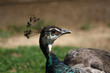 Photo: Peahen profile of head Peahen profile of head