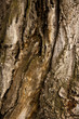 кора 4