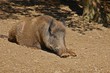 Wildschwein