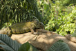 Leguan 1