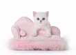 small silver british kitten with pink divan on white background