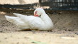 Video: Duck is cleaning feather Duck is cleaning feather