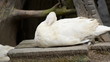 Video: Duck is cleaning feather Duck is cleaning feather
