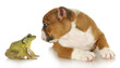 Photo: cute puppy with bullfrog cute puppy with bullfrog