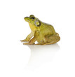 Photo: bullfrog bullfrog