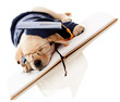 Foto: Puppy graduating from school Puppy graduating from school