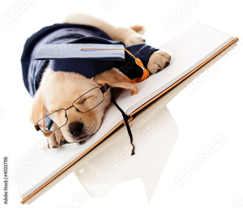 Foto: Puppy graduating from school Puppy graduating from school