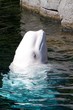 Cute Beluga Whale looking out of the water