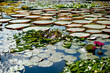 Foto: Gorgeous water lilies Gorgeous water lilies