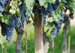 Grappoli d'Uva