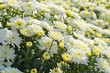 Photo: Potted White Fall Chrysanthemums Potted White Fall Chrysanthemums