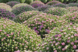 Photo: Potted Pink Fall Chrysanthemums Potted Pink Fall Chrysanthemums