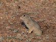 European ground squirrel (Spermophilus citellus)