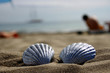 Meer und Strand Muscheln