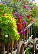 Foto: Alter Wagen mit Blumen - Summer Flowers Alter Wagen mit Blumen - Summer Flowers