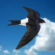 Avión común / Common House Martin / Delichon urbicum