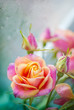 Beautiful pink roses