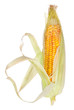 Ear of corn