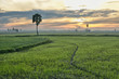 Alone palmyra tree on the field in early morning, sun behind clo