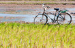 lonely bike waiting, the field in the early morning, the Mekong