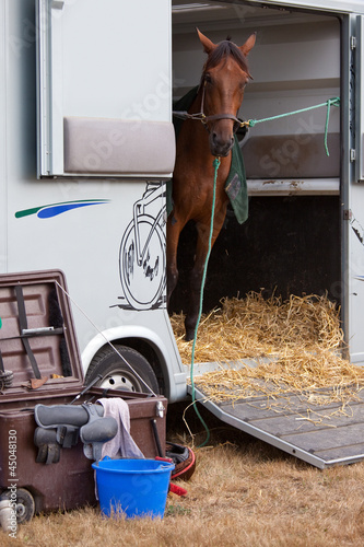 Photo: Cheval au repos Cheval au repos