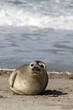 Photo: Kegelrobbe auf Helgoland Kegelrobbe auf Helgoland